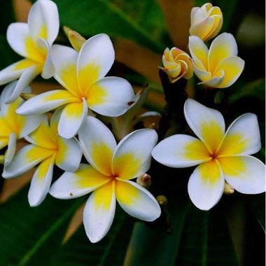 Plumeria