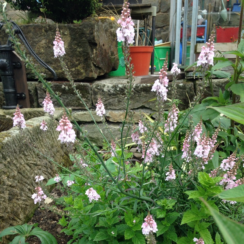 Plant image Linaria purpurea 'Canon Went'