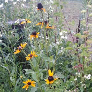 Black-Eyed Susan