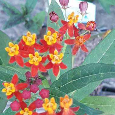 Tropical Milkweed