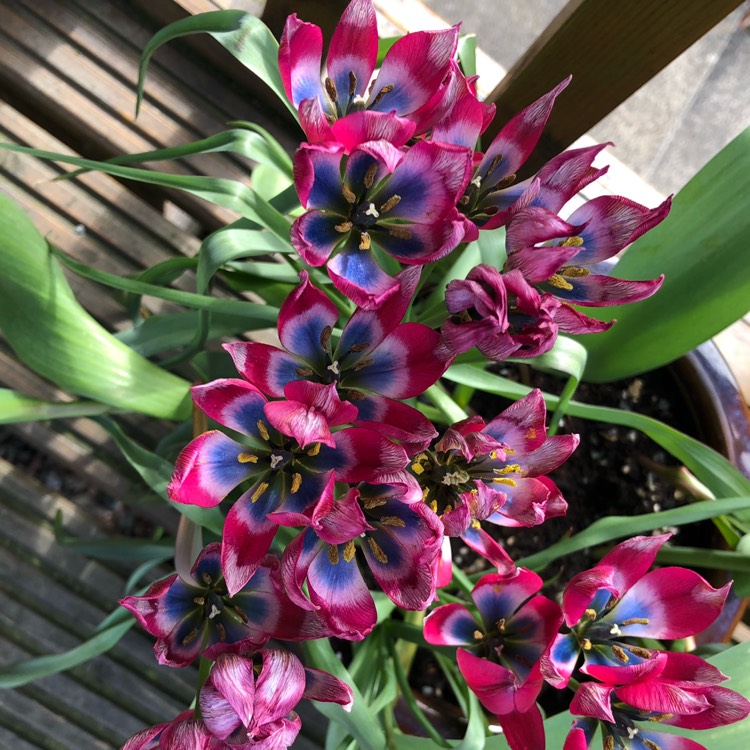 Plant image Tulipa 'Little Beauty' syn. Tulipa humilis 'Little Beauty'