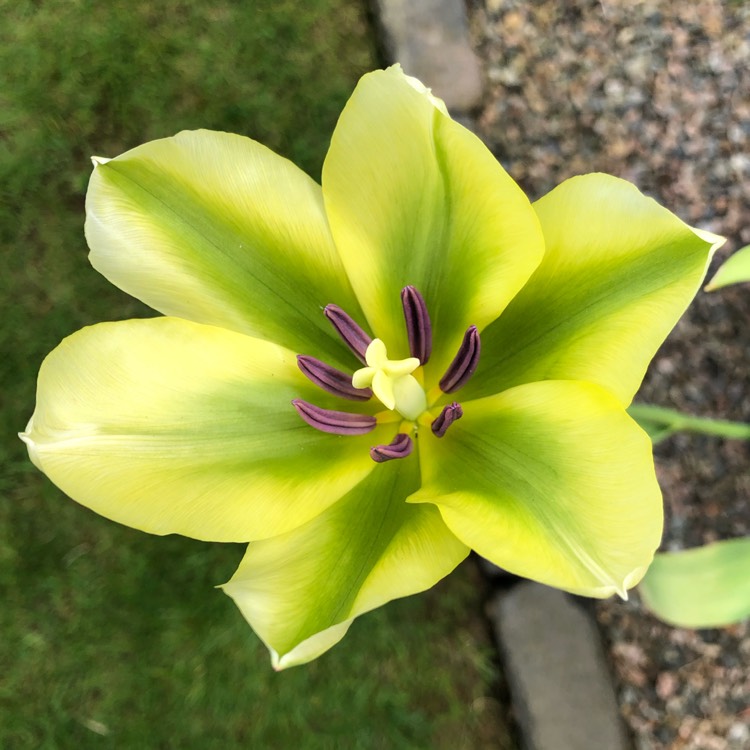 Plant image Tulipa 'Spring Green'