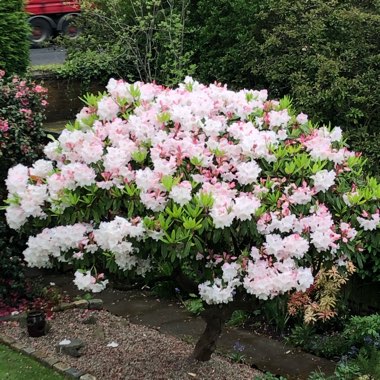 Rhododendron  (Rhododendron Varieties)