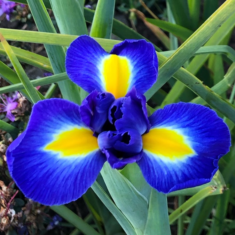 Plant image Iris