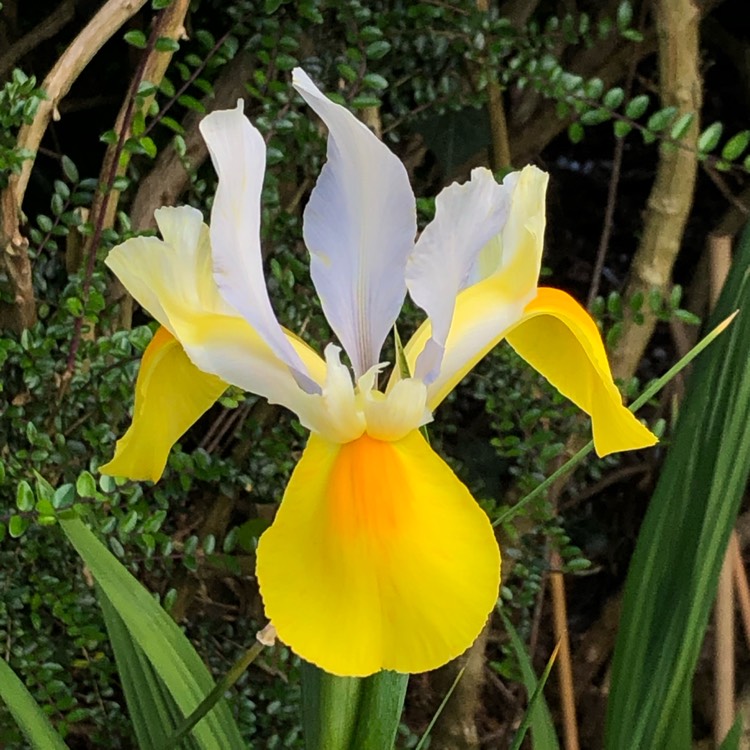 Plant image Iris 'Bucharica'