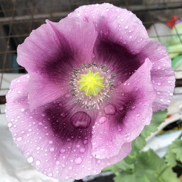 Papaver Somniferum 'Hungarian Blue', Hungarian Blue Breadseed Poppy ...