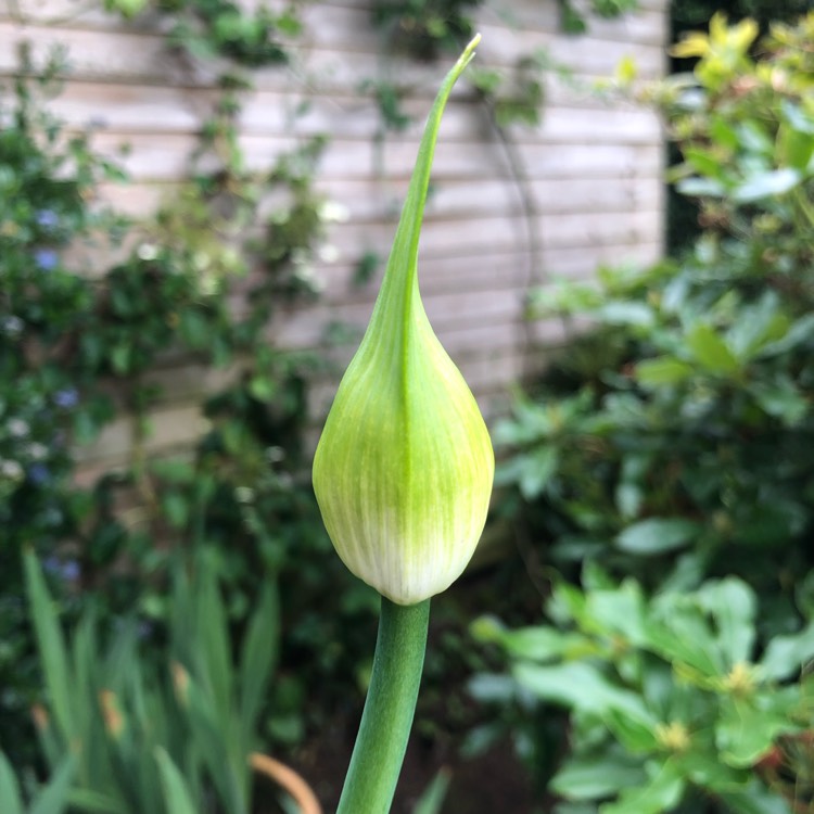 Plant image Agapanthus 'White Heaven'