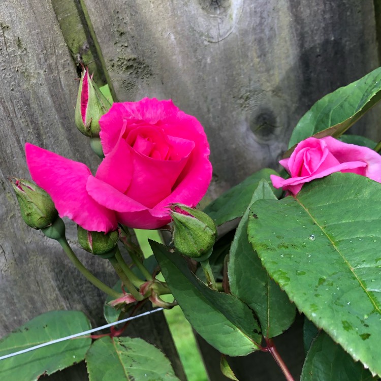 Plant image Rosa 'Zephirine Drouhin'