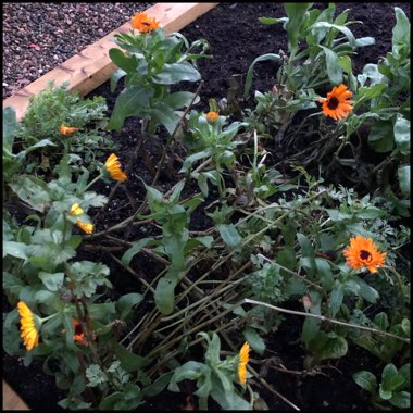 Calendula 'officinalis'