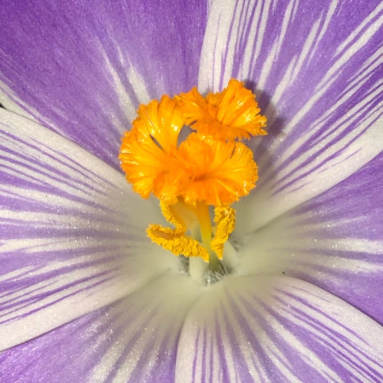 Plant image Crocus vernus 'Pickwick'