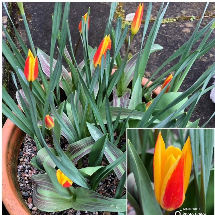 Plant image Tulipa 'Giuseppe Verdi'