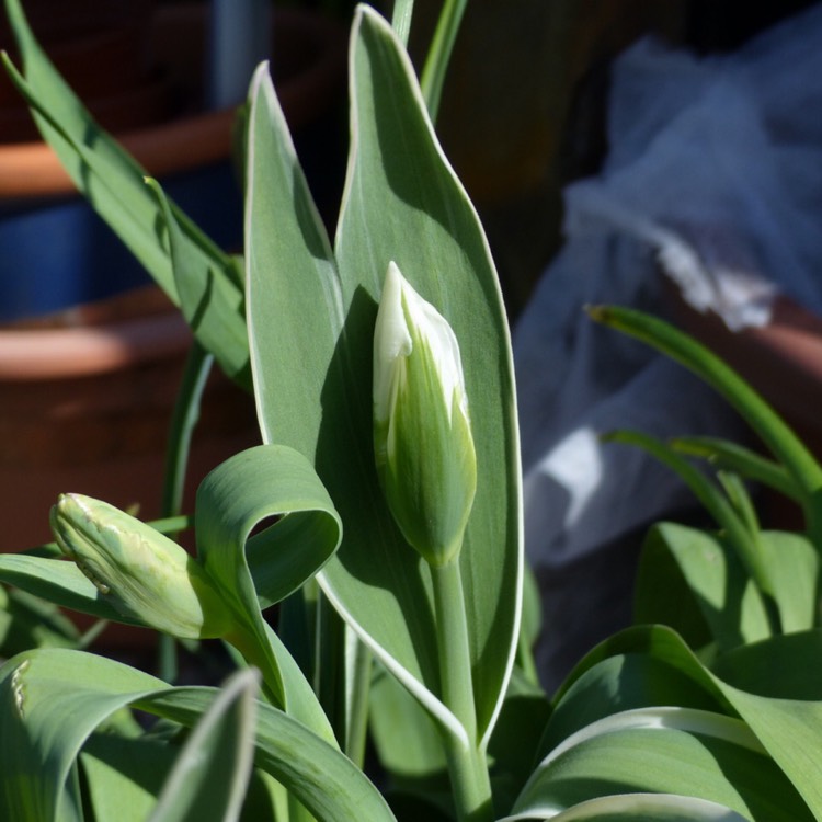 plant image 1263020