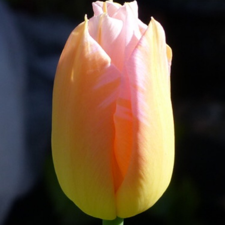 Plant image Tulipa 'Akebono'