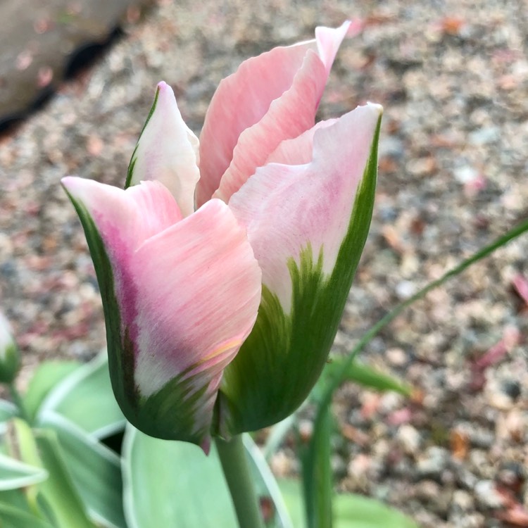 Plant image Tulipa 'China Town'