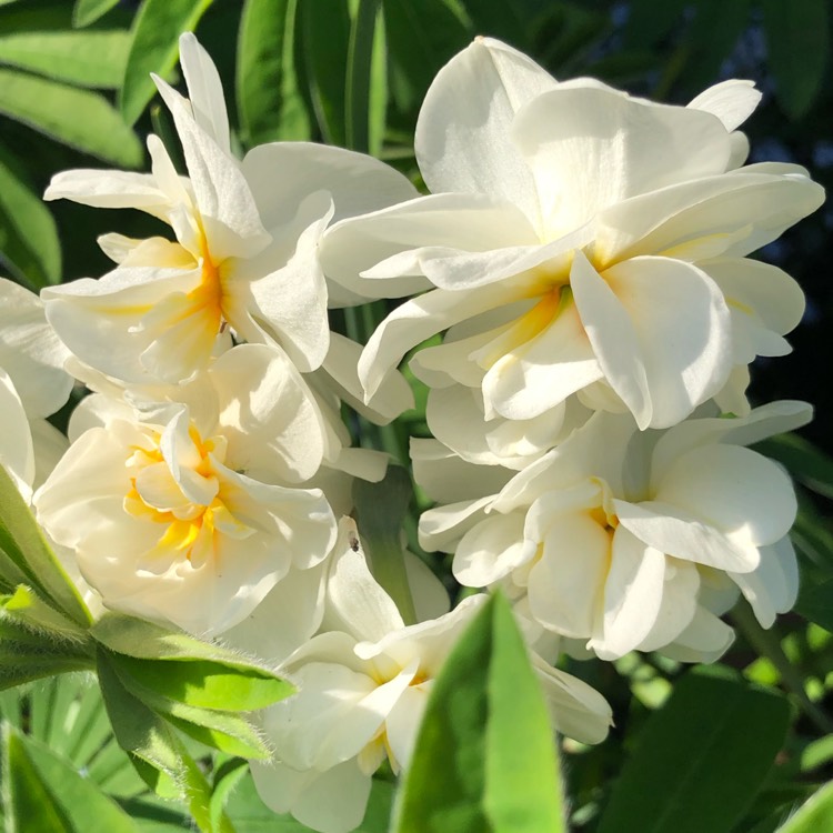 Plant image Narcissus 'Sir Winston Churchill'