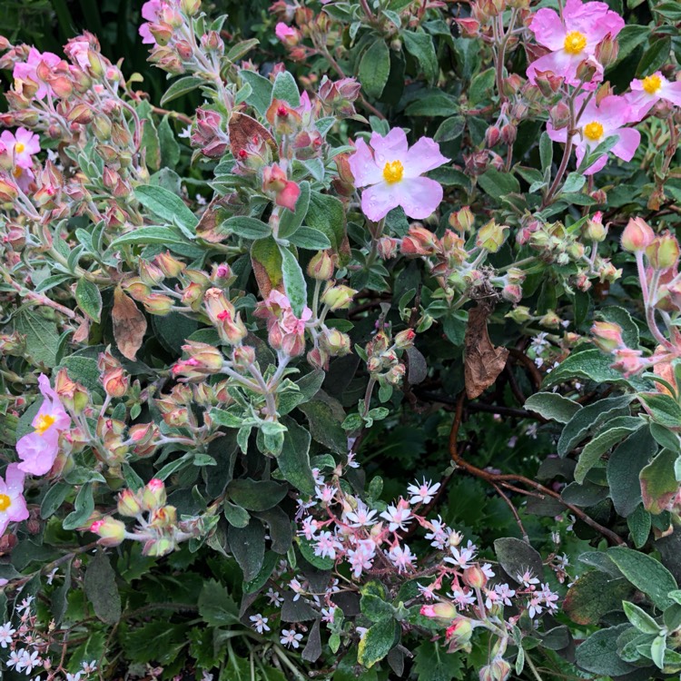 Plant image Cistus x lenis 'Grayswood Pink'