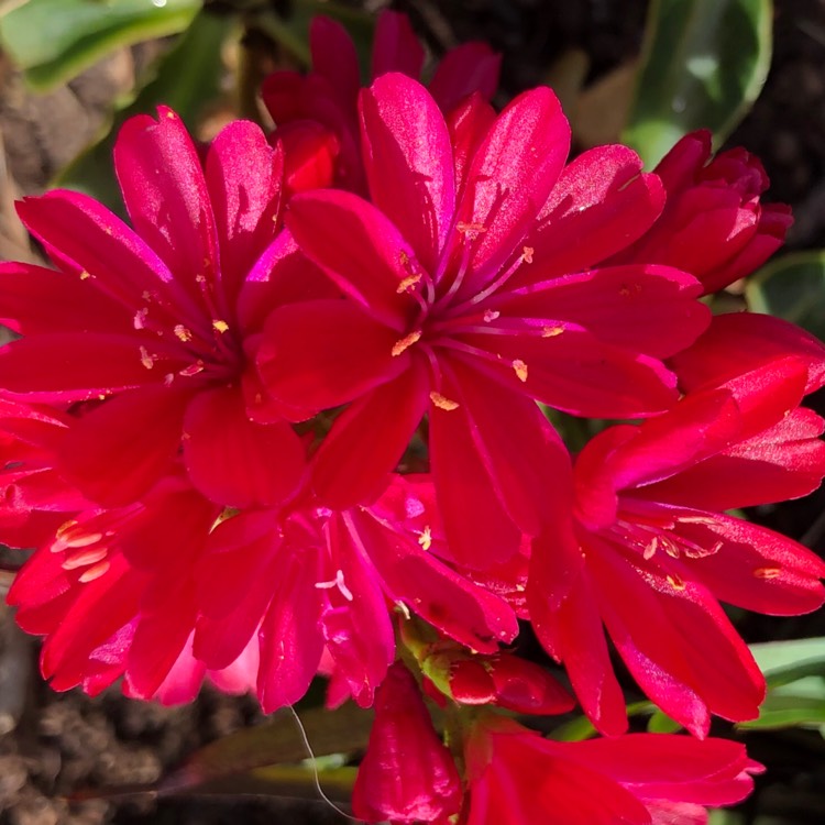 Plant image Lewisia Cotyledon