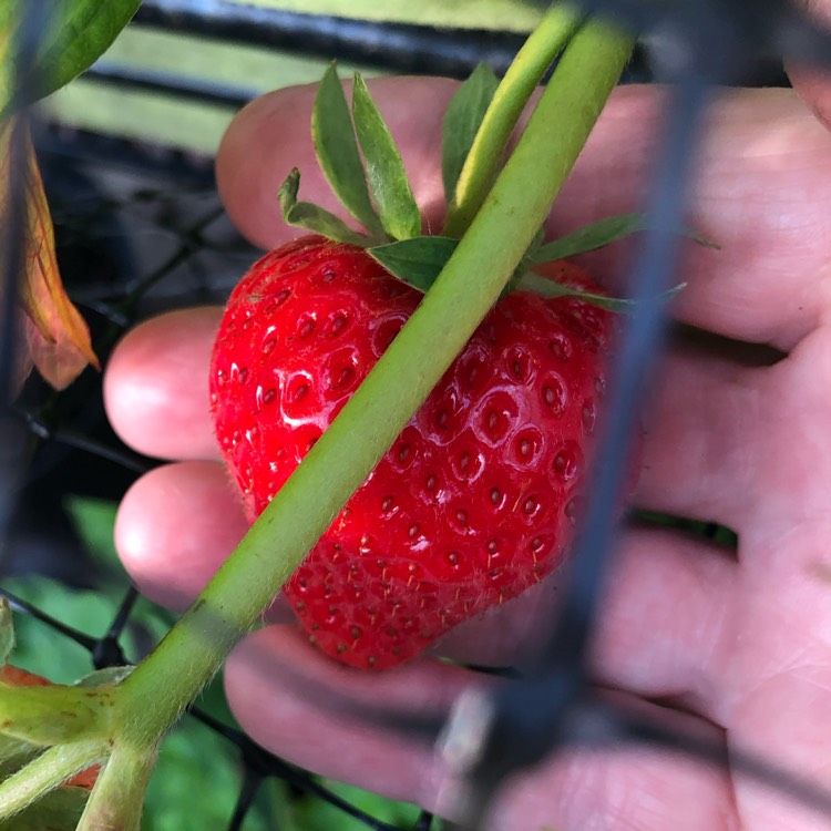 Plant image Fragaria x ananassa 'Elsanta'