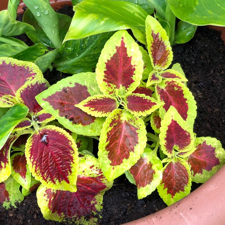 Plant image Solenostemon scutellarioides 'Pas2028' (Wizard Series) syn. Solenostemon scutellarioides 'Wizard Scarlet'