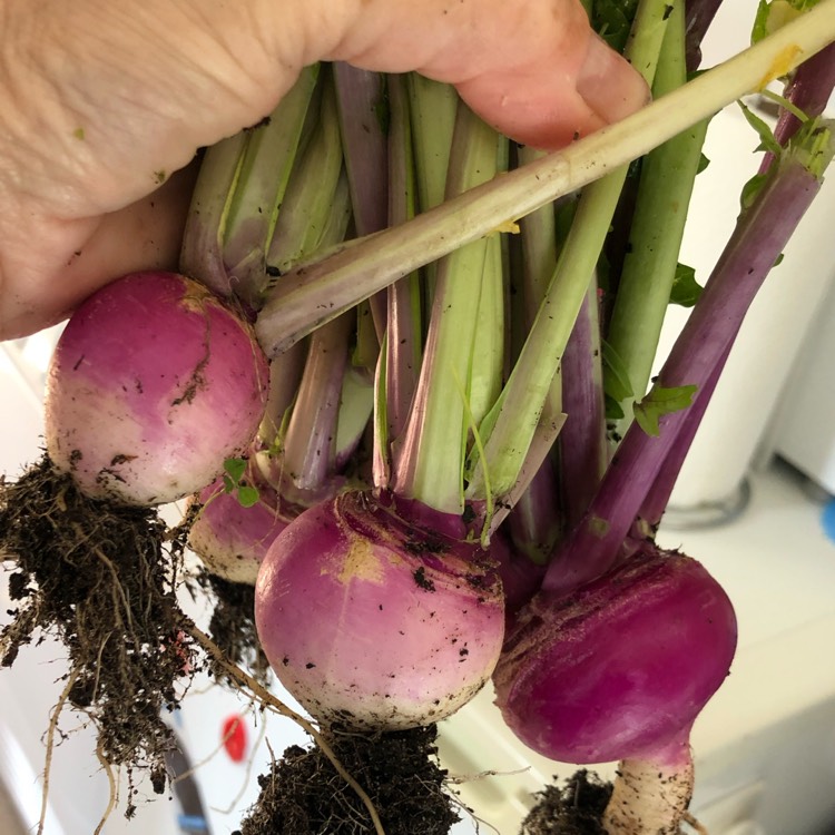 Plant image Brassica Rapa subsp. Rapa 'Purple Top Milan'