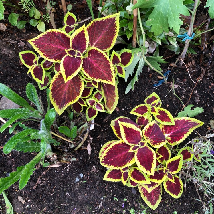 Plant image Solenostemon scutellarioides 'Pas2028' (Wizard Series) syn. Solenostemon scutellarioides 'Wizard Scarlet'