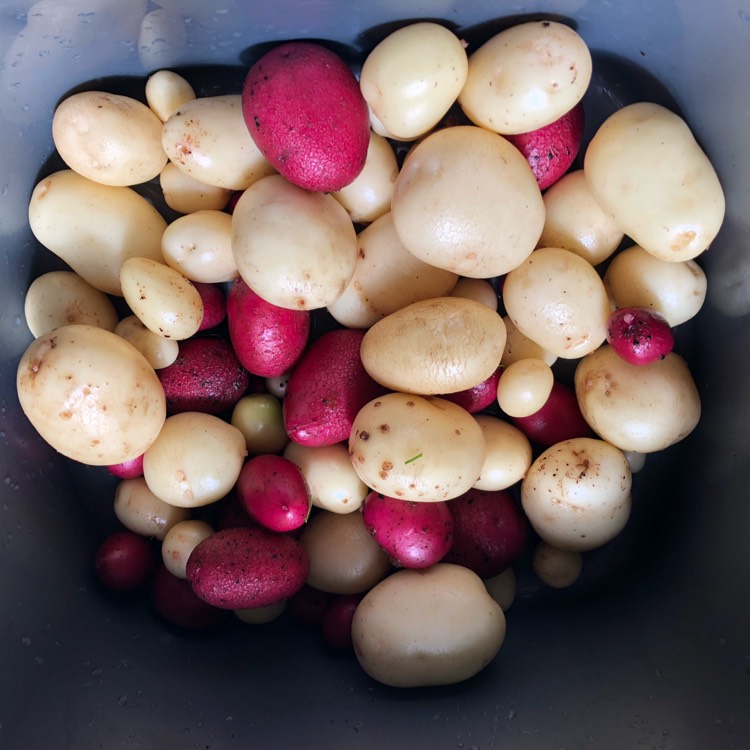 Plant image Solanum tuberosum 'Foremost'