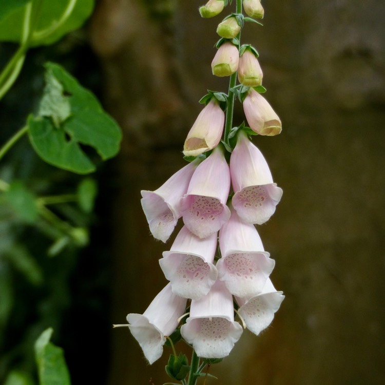 Plant image Digitalis 'Apricot'