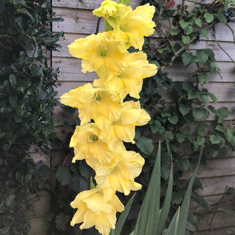 Plant image Gladiolus 'Nova Lux'