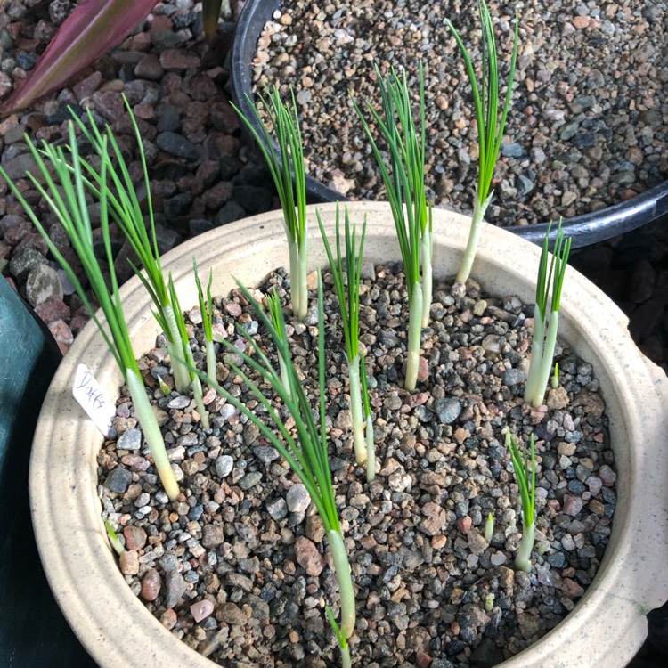 Plant image Crocus sativus