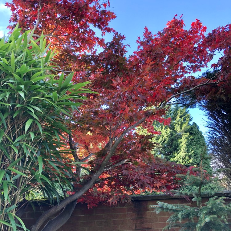 Plant image Acer palmatum 'Hana matoi'