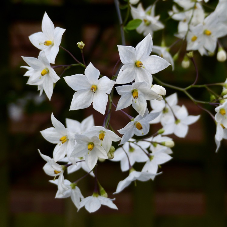 Plant image Solanum laxum 'Album' syn. S. jasminoides 'Album'