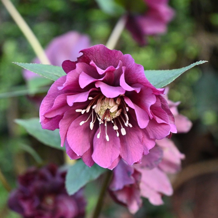 plant image 1463370