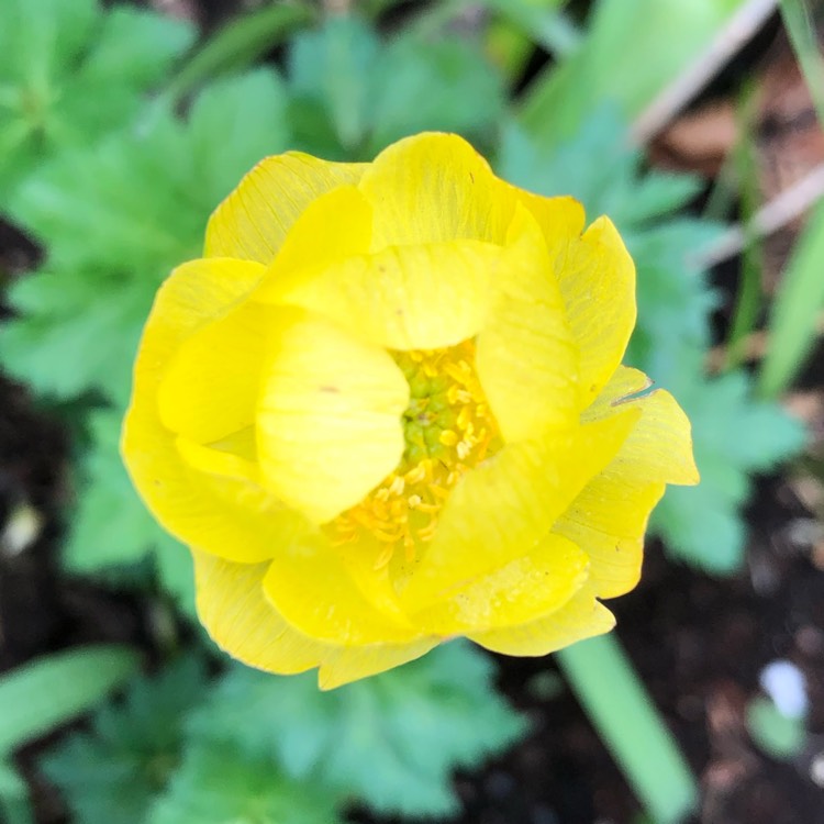 Plant image Trollius