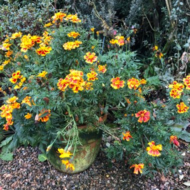 Tagetes patula 'Bonita' Mix