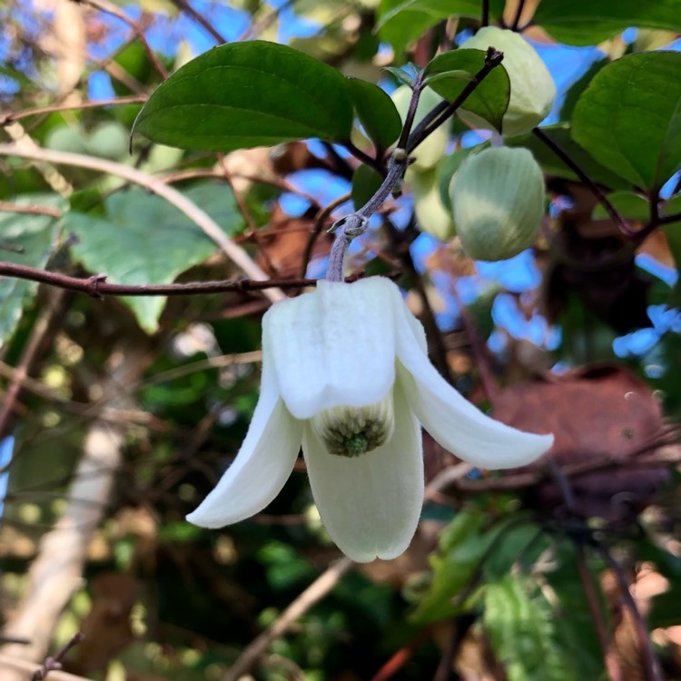 Plant image Clematis urophylla 'Winter Beauty'