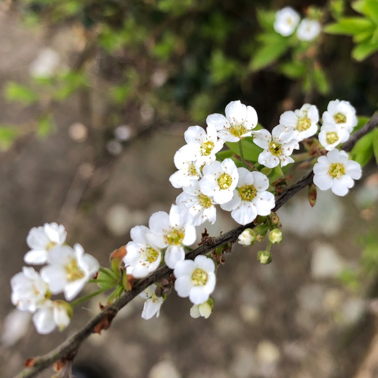 Plant image Spiraea thunbergii 'Ogon'