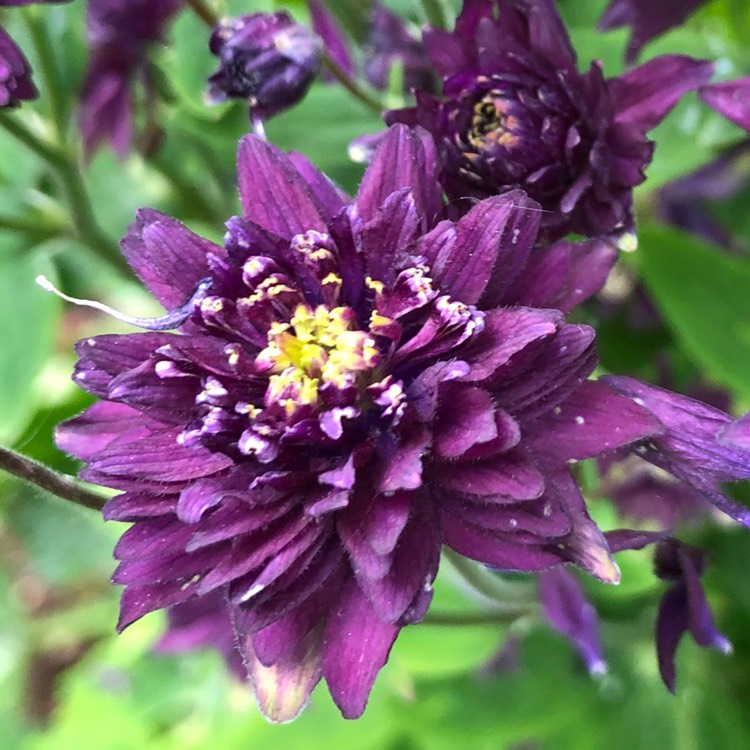 Plant image Aquilegia Vulgaris Var. Stellata 'Blue Barlow'