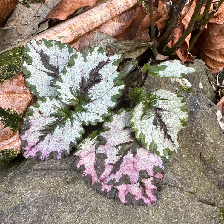 Plant image Lamium