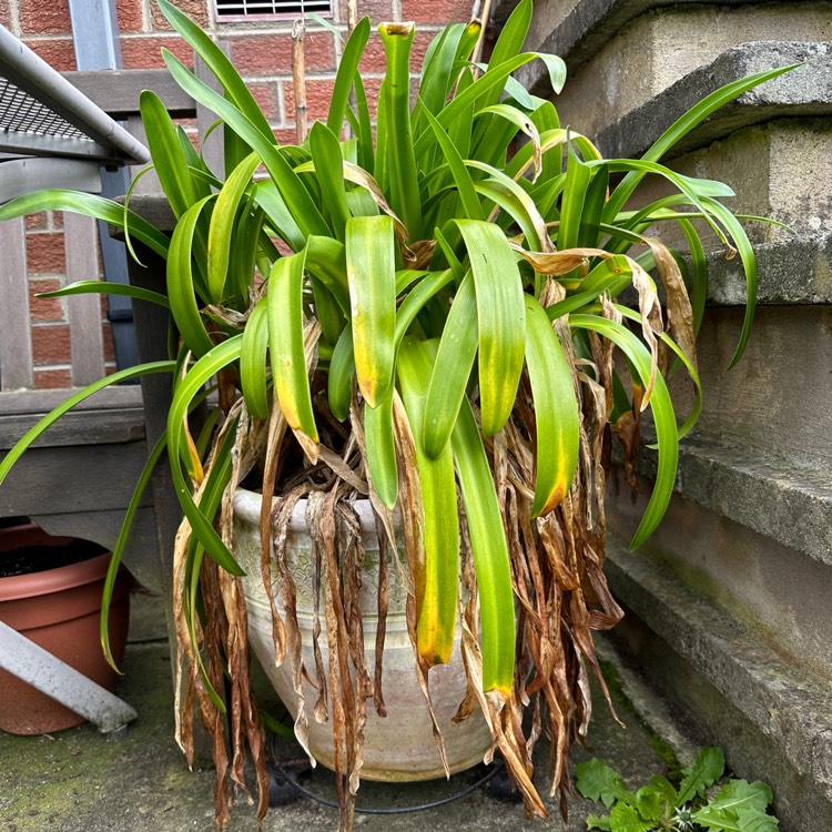 plant image 1654987