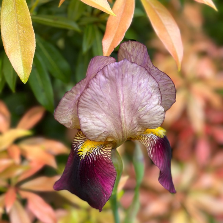 plant image 1665490