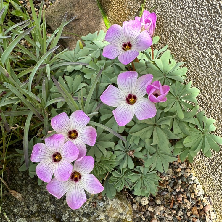 Plant image Oxalis Adenophylla