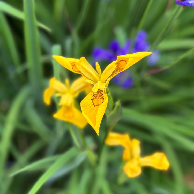 plant image 1669114