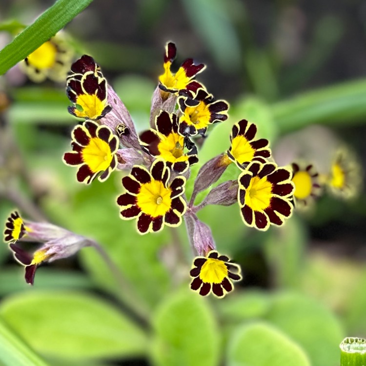 Plant image Primula 'Gold-laced Group' syn. Primula elatior 'Gold Lace', Primula elatior 'Victorian Gold Lace Black', Primula 'Gold Lace'