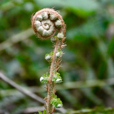 Athyrium filix-femina