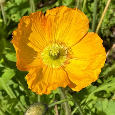 Eschscholzia californica