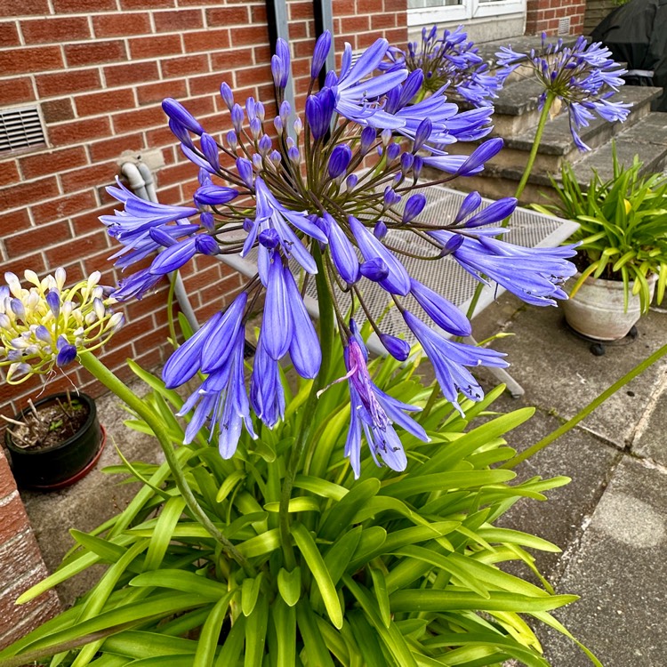 plant image 1714869