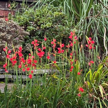 Crimson Flag Lily 'Oregon Sunset'