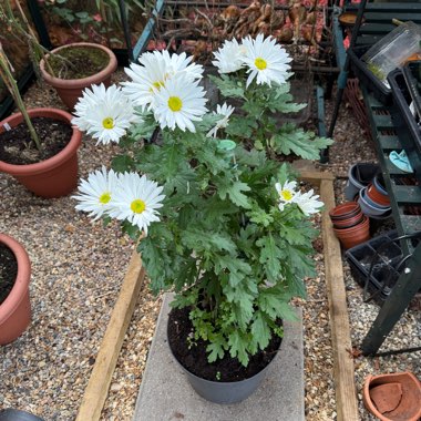 African Daisy