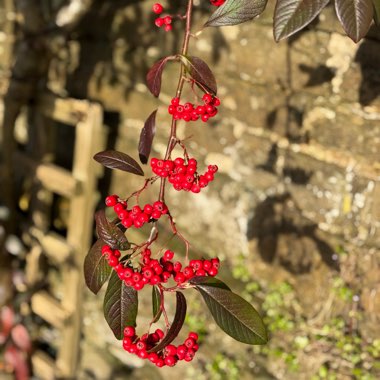 Cotoneaster hybridus pendulus