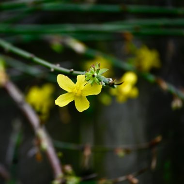 Winter Jasmine